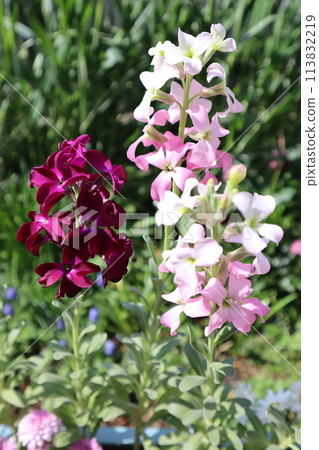 用種子培育的庫存花卉 113832219