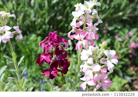 用種子培育的庫存花卉 113832220