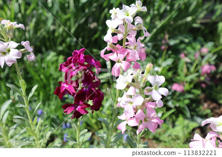 用種子培育的庫存花卉 113832221