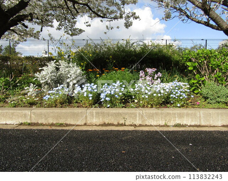 盛開的櫻花、天藍色的Nemophila花和白色的北極花 113832243