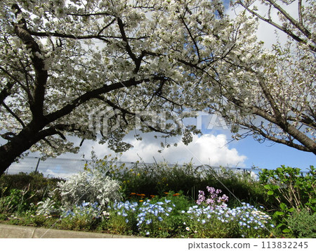 Cherry blossoms in full bloom, sky-blue nemophila flowers, and white North Pole flowers 113832245
