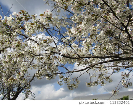兒島花卉協會花園的櫻花盛開 兒島花卉協會花園的櫻花盛開 113832401