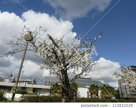 兒島花卉協會花園的櫻花盛開 113832520