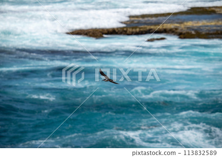 Rottnest Island - Spectacular views and birds from the cape Rottnest Island - Spectacular views and birds from the cape 113832589