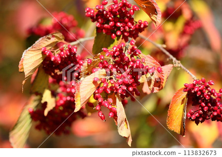Viburnum Viburnum 113832673