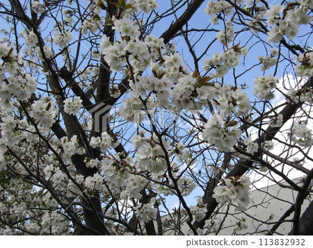 Cherry blossoms in full bloom at the Kojima Flower Garden Cherry blossoms in full bloom at the Kojima Flower Garden 113832932