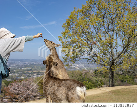 Deer standing up in search of deer crackers 113832957