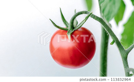 有機西紅柿的特寫鏡頭 113832964