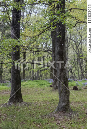 Forest of fresh greenery at Gunma Prefectural Mine Park Forest of fresh greenery at Gunma Prefectural Mine Park 113833023