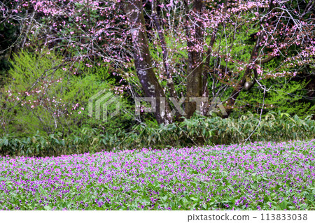 Katakiri和Sakura Katakiri和Sakura 113833038