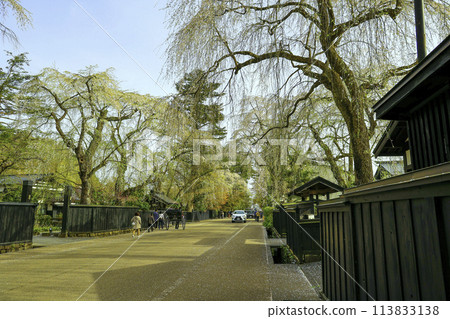 Scenery with cherry blossoms 113833138