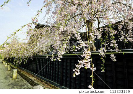 Black fence and weeping cherry tree Black fence and weeping cherry tree 113833139