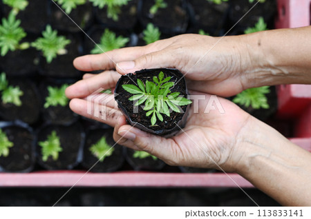 Hand holding young Calendula or Marigold tree on soil background for planting in garden. Planting trees to reduce global warming, World Environment Day Concept. Hand holding young Calendula or Marigold tree on soil background for planting in garden. Planting trees to reduce global warming, World Environment Day Concept. 113833141