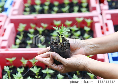 Hand holding young Calendula or Marigold tree on soil background for planting in garden. Planting trees to reduce global warming, World Environment Day Concept. Hand holding young Calendula or Marigold tree on soil background for planting in garden. Planting trees to reduce global warming, World Environment Day Concept. 113833142