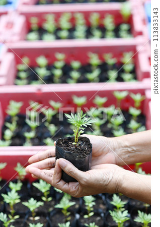 Hand holding young Calendula or Marigold tree on soil background for planting in garden. Planting trees to reduce global warming, World Environment Day Concept. Hand holding young Calendula or Marigold tree on soil background for planting in garden. Planting trees to reduce global warming, World Environment Day Concept. 113833143