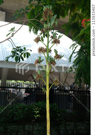 beautiful flowers of agave americana plant 113833407