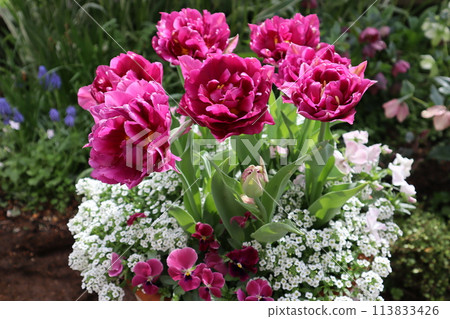 Double-flowered tulips planted together Double-flowered tulips planted together 113833426
