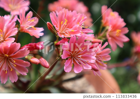 The orange flowers of Lewisia bloom every year The orange flowers of Lewisia bloom every year 113833436