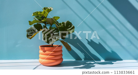 Fiddle leaf fig plant in squiggle blobby design orange pot, blue background, sunlit shadows 113833661