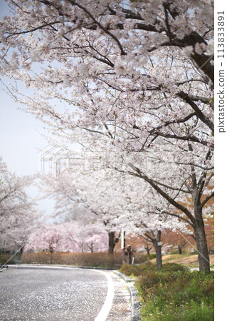 櫻花的風景 113833891