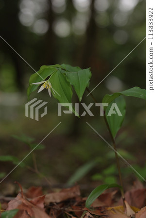 Nature Plants The Chigo lily can be found in deciduous forests all over Japan Nature Plants The Chigo lily can be found in deciduous forests all over Japan 113833922