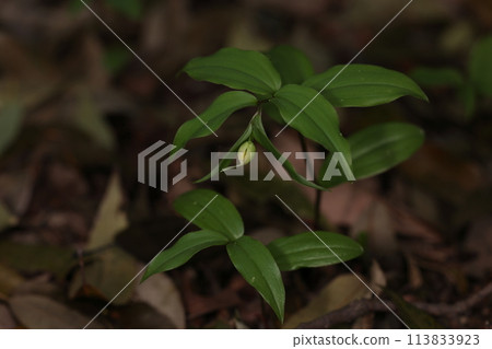 Nature Plants: A bud of the tiger lily. The slightly glossy leaves are what stand out. Nature Plants: A bud of the tiger lily. The slightly glossy leaves are what stand out. 113833923