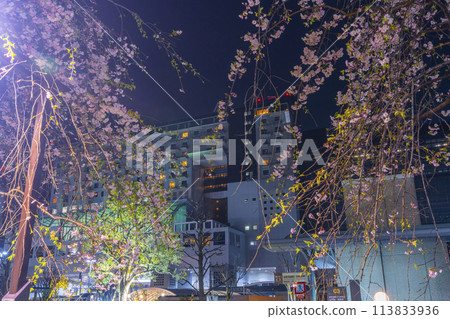 京都夜景 京都車站大樓與午夜櫻花 113833936