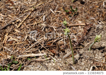 Spring wild vegetables warabi 113834073