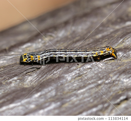 膜蛾幼蟲（自然光+閃光燈、微距特寫攝影） 113834114