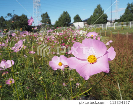Cosmos field of the best view Cosmos field of the best view 113834157