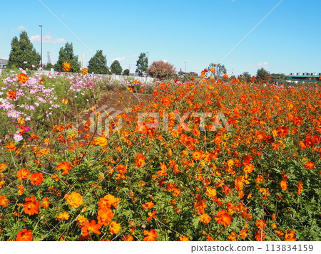 最佳的看法的波斯菊領域 113834159