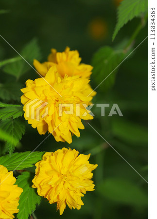 森林深處盛開的明黃色八重山吹花（自然光+閃光燈、微距特寫攝影） 113834363