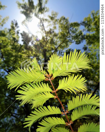 Fresh green Metasequoia 113834464