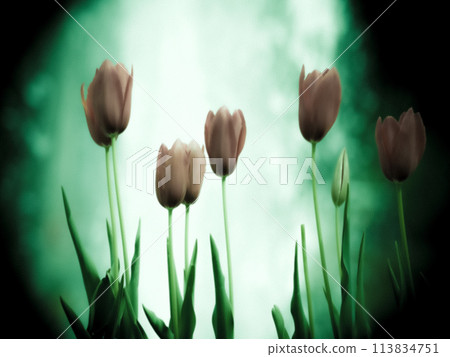 Tulips and fountain 113834751