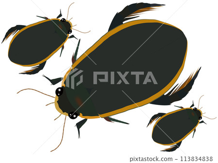 Three "Diving Beetles" 113834838