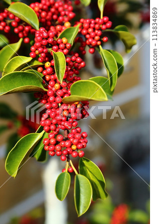 Pilacansa的紅色水果 Pilacansa的紅色水果 113834869