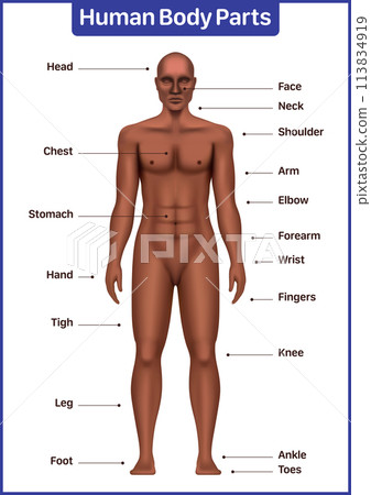 Human body parts medical diagram with black male model, anatomical vector poster Human body parts medical diagram with black male model, anatomical vector poster 113834919