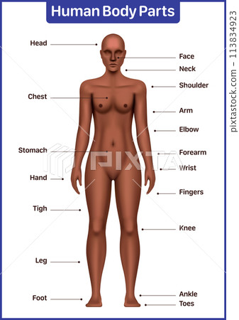Human body parts medical diagram with black female model, anatomical vector poster 113834923