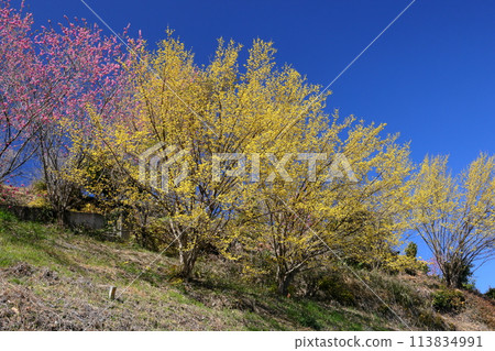 埼玉縣秩父郡東秩父村大內澤 早春時節，村山坡上的桃花和玉髓櫻花在藍天的映襯下，大內澤花桃之裡 113834991