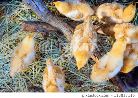 There are cute little furry chickens walking in sunny summer day 113835116