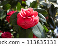 山茶花 113835131