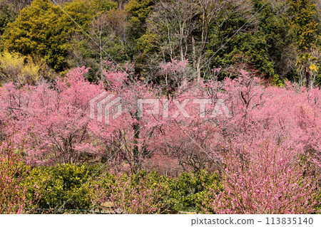 Ouchizawa, Higashichichibu Village, Chichibu District, Saitama Prefecture - In early spring, peach blossoms bloom in abundance on the slopes of a rural mountain area in "Hanamomo no Sato," where early-blooming cherry blossoms are a vibrant pink. 113835140