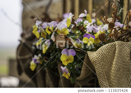 Pansy planting Pansy planting 113835426