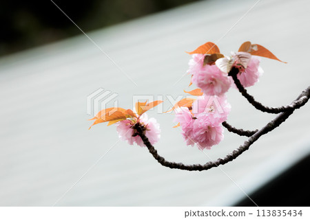 五顏六色的櫻花在春天的陽光下閃耀 113835434
