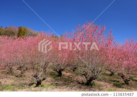 Ouchizawa Hanamomo-no-Sato, Higashi-Chichibu Village, Chichibu-gun, Saitama Prefecture. 113835487