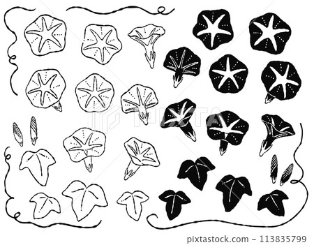 Hand-drawn monochrome, silhouette, and line drawing morning glory parts material Hand-drawn monochrome, silhouette, and line drawing morning glory parts material 113835799