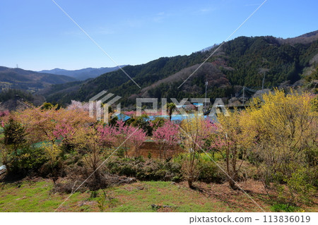 埼玉縣秩父郡東秩父村大內澤 大內澤花桃之裡，初春林地山坡上五顏六色的鮮花盛開 113836019