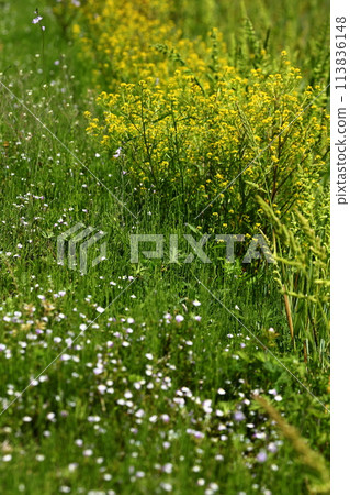 春天的散步和山麓 113836148