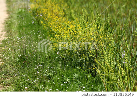 春天的散步和山麓 113836149