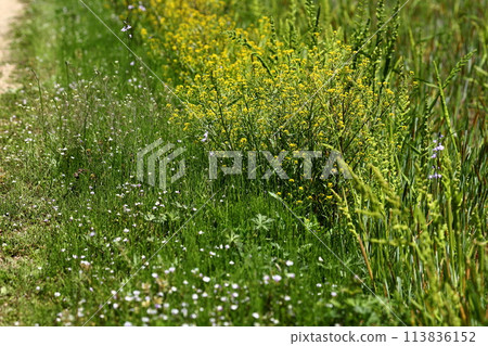 Spring walks and footpaths Spring walks and footpaths 113836152